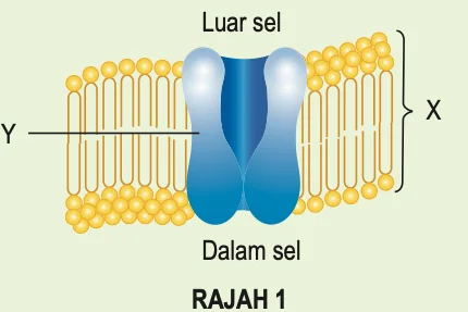 Sebahagian membran plasma dengan protein yang mempunyai liang; Y menunjuk ke protein dan X ialah kurungan merentasi lapisan lipid