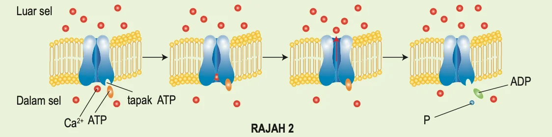 Empat langkah pengangkutan ion Ca2+ ke luar sel melalui protein pembawa dengan tapak ATP; ATP menjadi ADP dan P