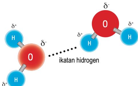 Dua molekul air dengan cas separa δ+ dan δ- dan ikatan hidrogen antara oksigen satu molekul dengan hidrogen molekul lain