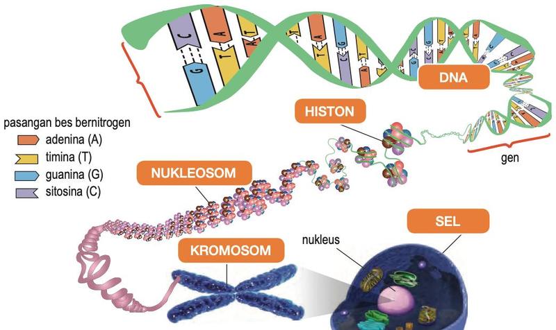 DNA berpintal pada histon membentuk nukleosom, kemudian kromosom dalam nukleus sel