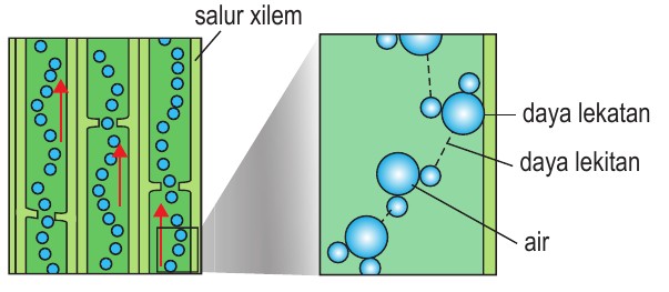 Salur xilem dengan molekul air; daya lekatan antara air dengan dinding dan daya lekitan antara molekul air