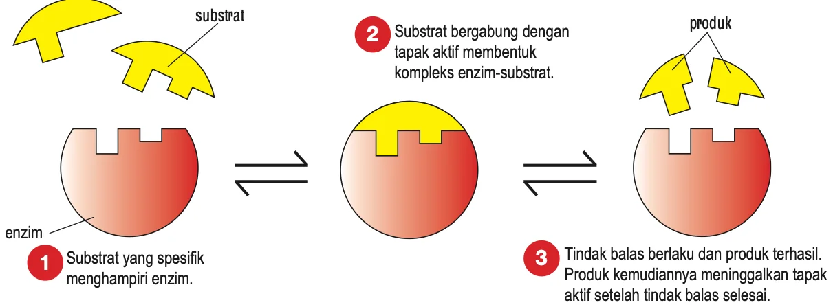Substrat menghampiri tapak aktif enzim, membentuk kompleks enzim-substrat, kemudian produk meninggalkan tapak aktif
