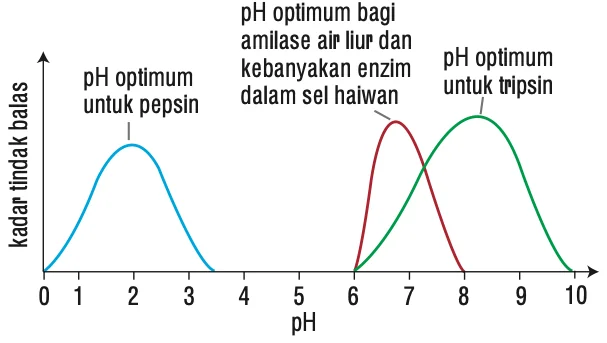 Graf kadar tindak balas melawan pH untuk pepsin, amilase air liur dan tripsin
