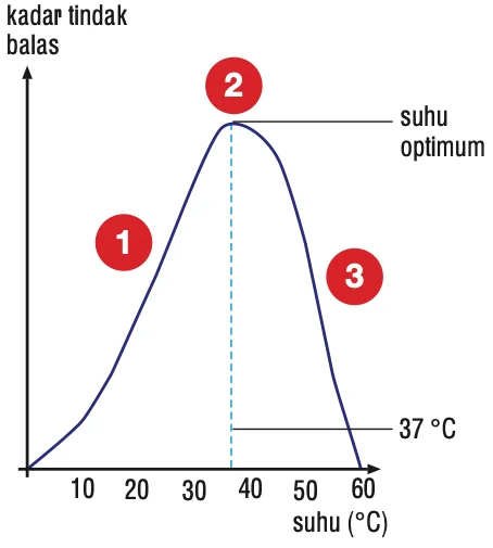 Graf kadar tindak balas melawan suhu: naik ke puncak pada 37 darjah Celsius, kemudian turun hingga sifar pada 60 darjah
