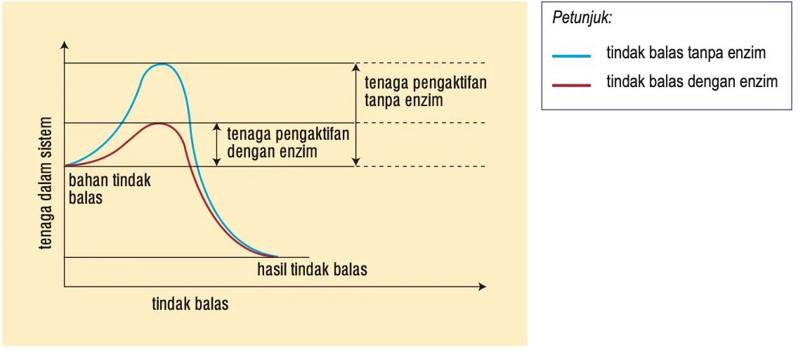 Rajah tenaga: lengkung tindak balas dengan enzim mempunyai puncak lebih rendah daripada tanpa enzim