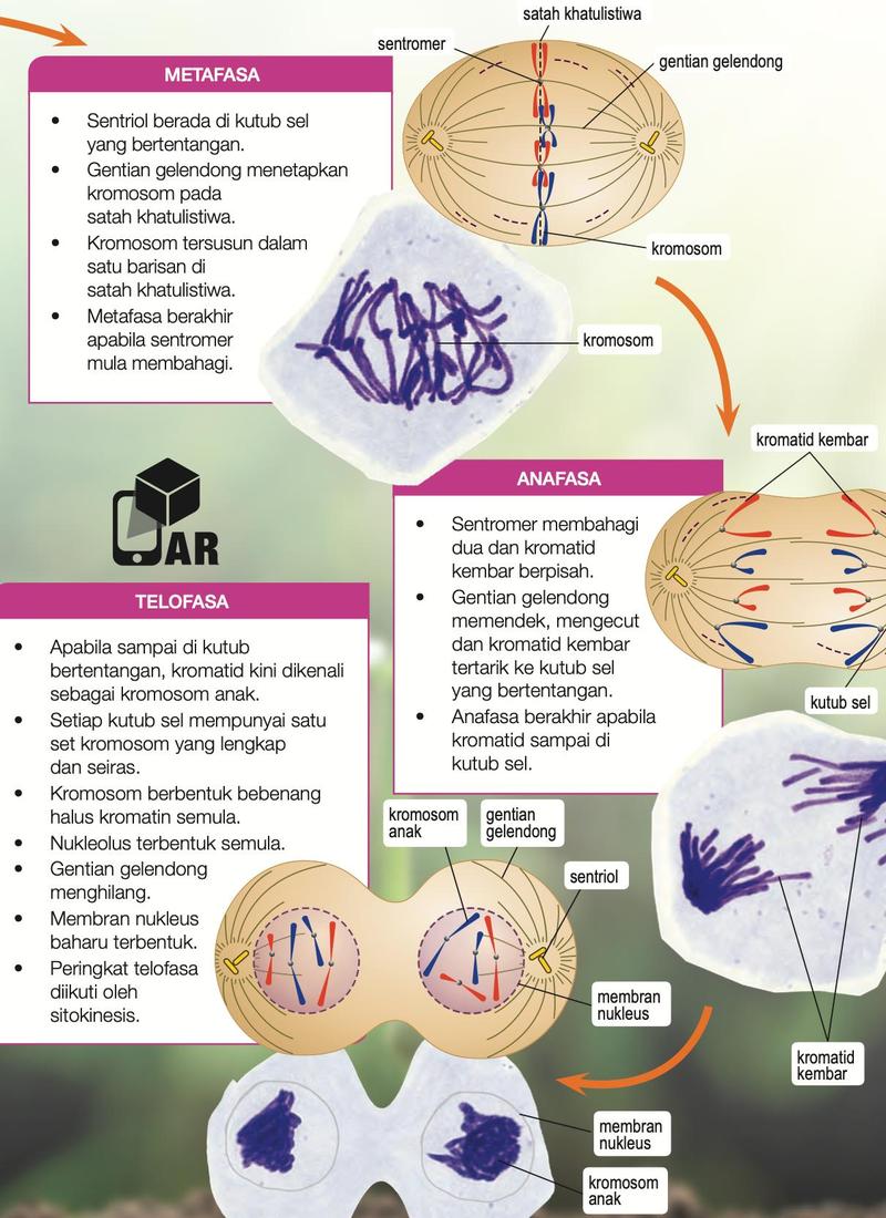 Rajah 6.3: peringkat metafasa, anafasa dan telofasa dalam mitosis, dengan lukisan berlabel dan mikrograf