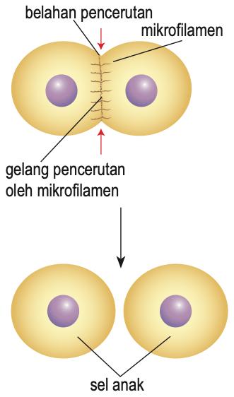 Rajah 6.4: sitokinesis dalam sel haiwan, belahan pencerutan dan gelang mikrofilamen