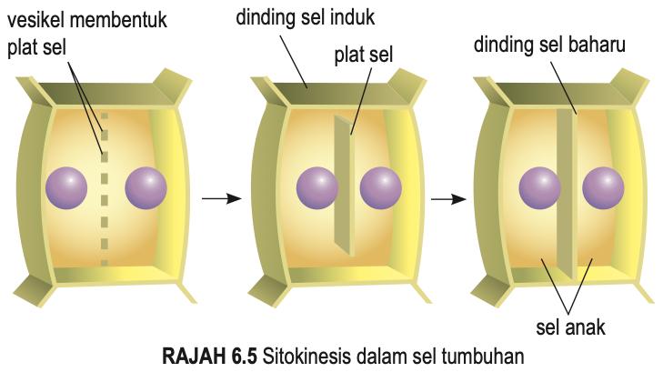 Sitokinesis dalam sel tumbuhan: vesikel membentuk plat sel, kemudian dinding sel baharu