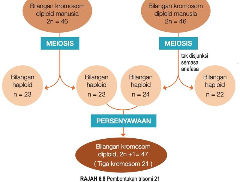 Rajah 6.8: meiosis dengan tak disjunksi menghasilkan gamet n = 24 dan n = 22; persenyawaan gamet n = 23 dengan n = 24 memberi 47 kromosom (tiga kromosom 21)