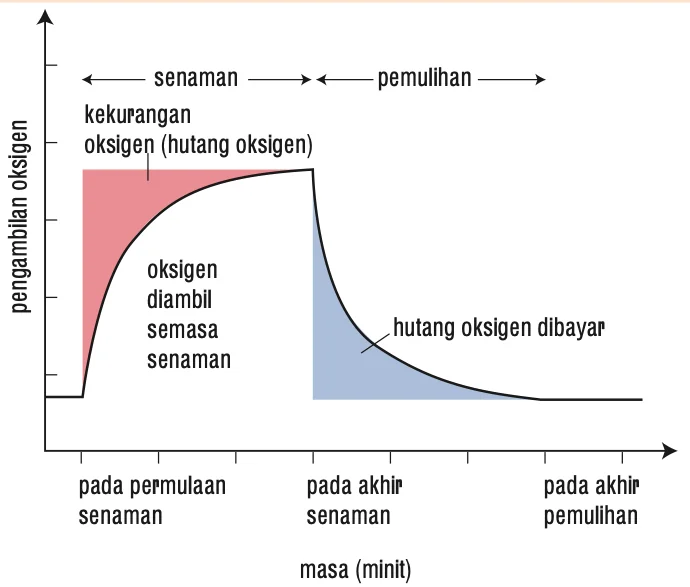 Graf pengambilan oksigen melawan masa semasa senaman dan pemulihan