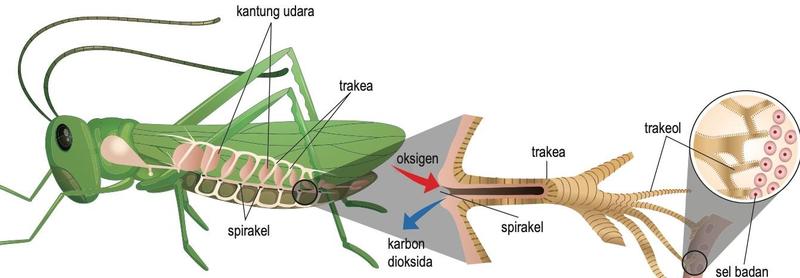 Sistem trakea dalam belalang