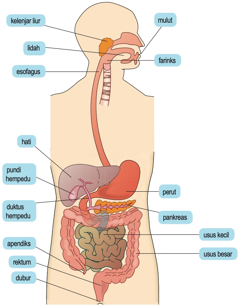 Sistem pencernaan manusia dengan kelenjar liur, lidah, mulut, farinks, esofagus, hati, pundi hempedu, duktus hempedu, perut, pankreas, usus kecil, usus besar, apendiks, rektum dan dubur dilabel