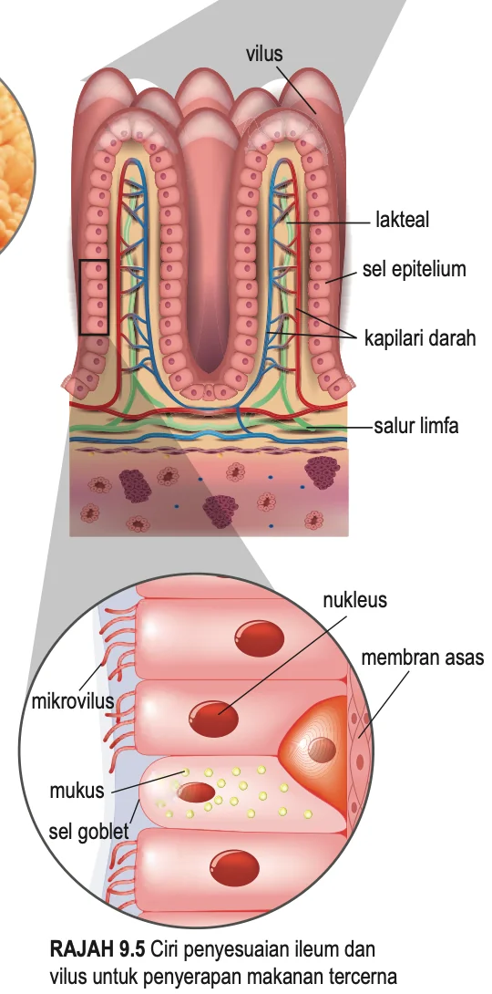 Vilus dalam keratan dengan lakteal, sel epitelium, kapilari darah dan salur limfa, serta pandangan diperbesar sel epitelium dengan mikrovilus, sel goblet, mukus, nukleus dan membran asas