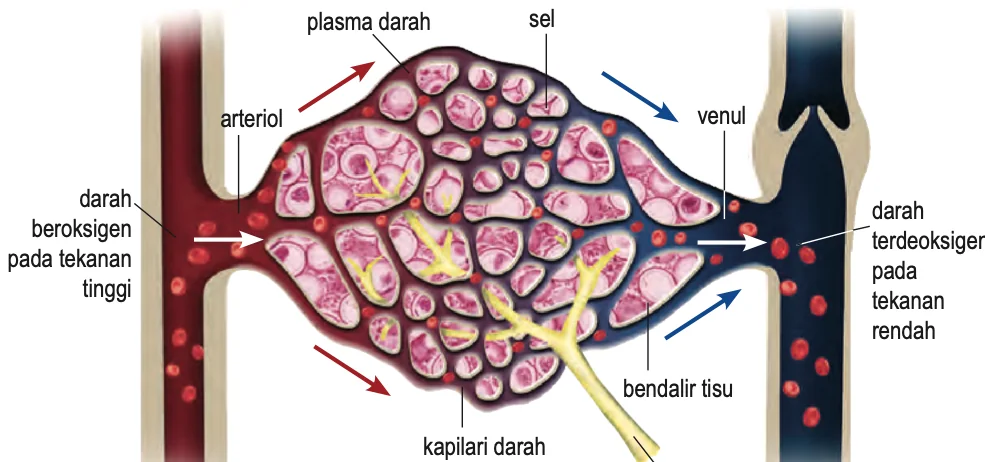 Pertukaran bahan antara kapilari darah dan sel badan melalui bendalir tisu
