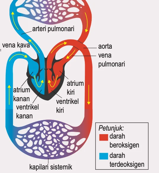 Rajah peredaran darah manusia: jantung, arteri pulmonari, vena pulmonari, aorta, vena kava, kapilari peparu dan kapilari sistemik