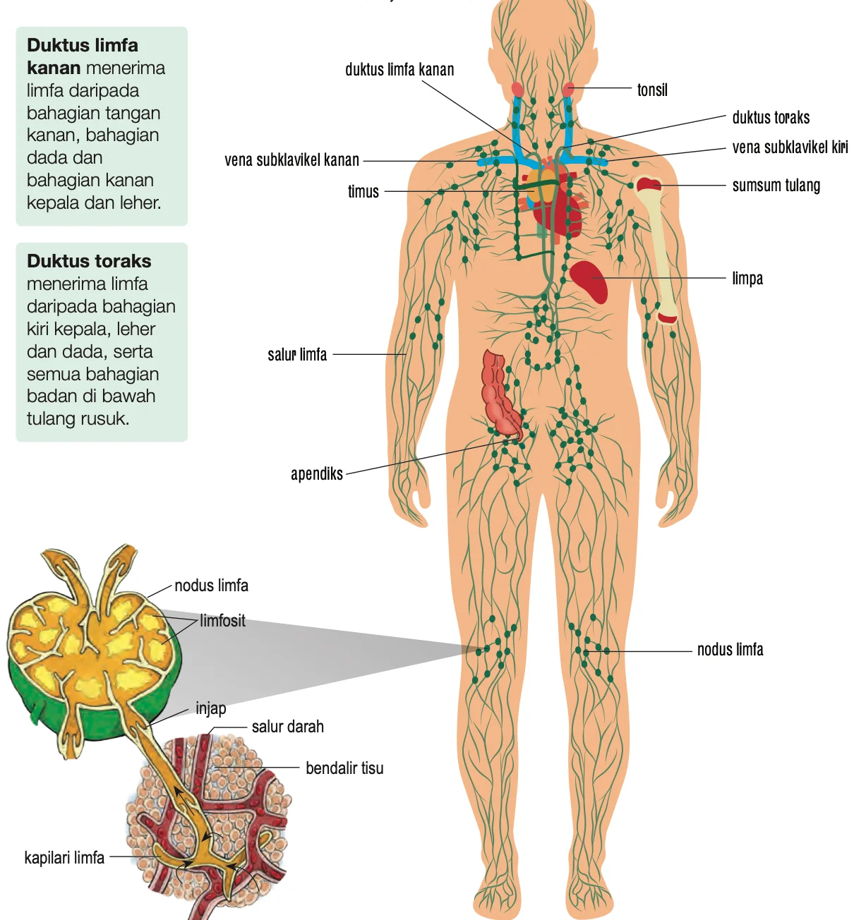 Sistem limfa manusia dengan nodus limfa, salur limfa, duktus toraks, limpa, timus, tonsil dan apendiks berlabel