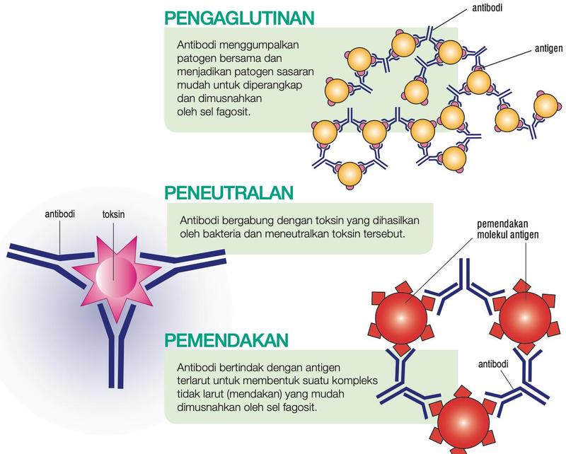 Pengaglutinan, peneutralan dan pemendakan oleh antibodi
