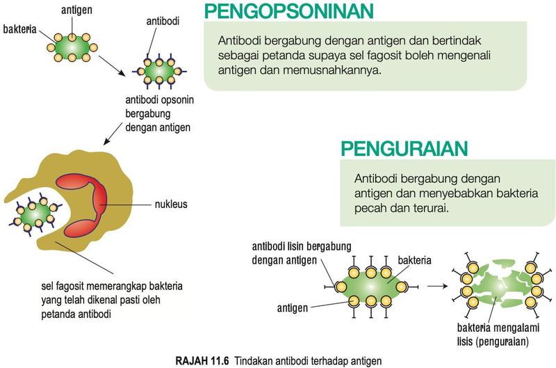 Pengopsoninan dan penguraian (lisis) bakteria oleh antibodi