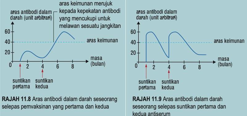 Dua graf aras antibodi melawan masa: selepas vaksin (kiri) aras naik perlahan, suntikan kedua membawa aras melepasi aras keimunan; selepas antiserum (kanan) aras melonjak serta-merta kemudian jatuh