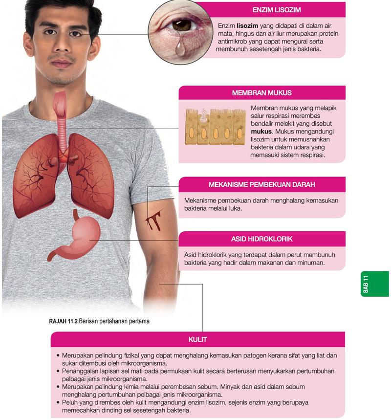 Rajah seorang lelaki yang menunjukkan enzim lisozim dalam air mata, membran mukus salur respirasi, pembekuan darah pada luka, asid hidroklorik dalam perut dan kulit