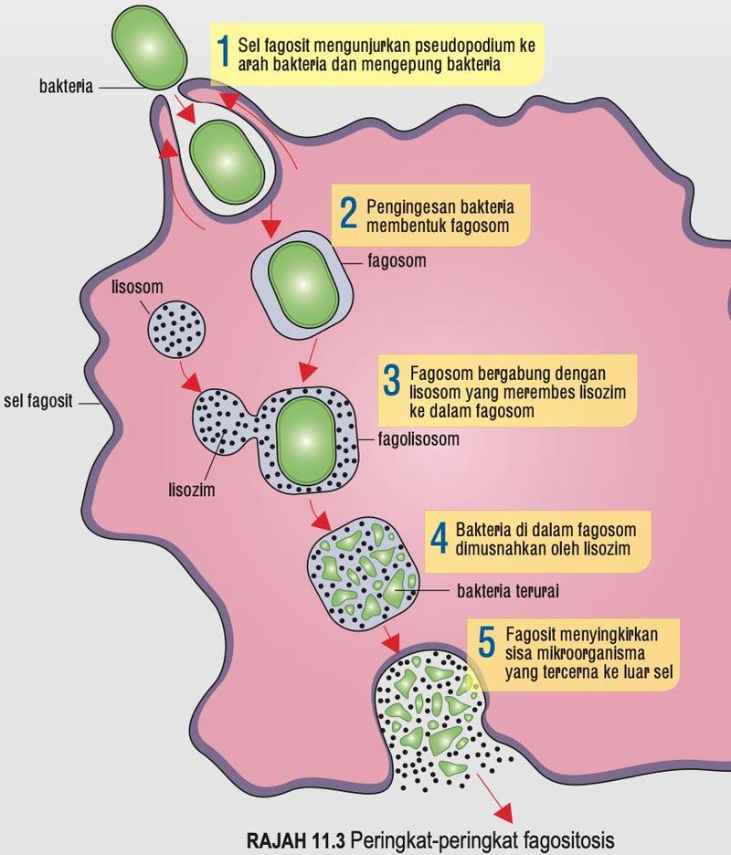 Lima peringkat fagositosis: pseudopodium mengepung bakteria, fagosom terbentuk, fagosom bergabung dengan lisosom, bakteria terurai, sisa disingkirkan