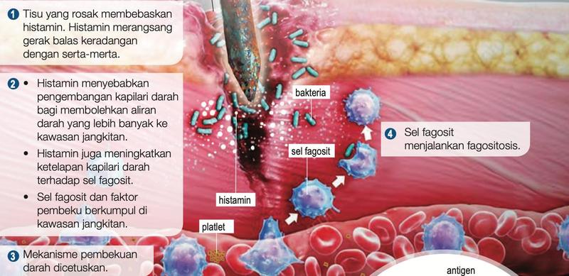 Gerak balas keradangan pada kawasan jangkitan: histamin, kapilari darah mengembang, platlet dan sel fagosit