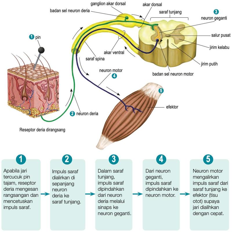 Arka refleks tiga neuron: pin menusuk kulit, neuron deria, neuron geganti dalam saraf tunjang, neuron motor dan otot efektor