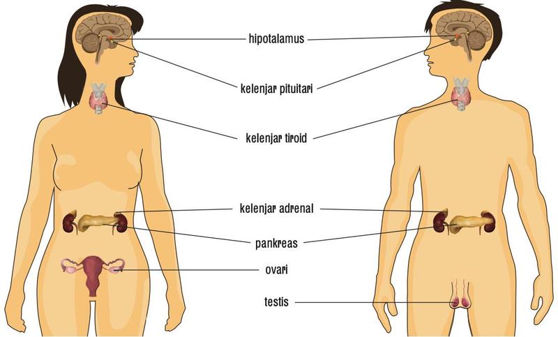Badan perempuan dan lelaki dengan hipotalamus, kelenjar pituitari, kelenjar tiroid, kelenjar adrenal, pankreas, ovari dan testis dilabel