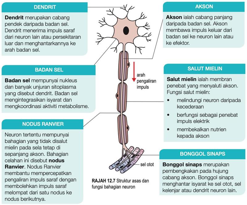 Neuron dengan dendrit, badan sel, akson bersalut mielin, nodus Ranvier dan bonggol sinaps pada sel otot, dengan huraian fungsi setiap bahagian