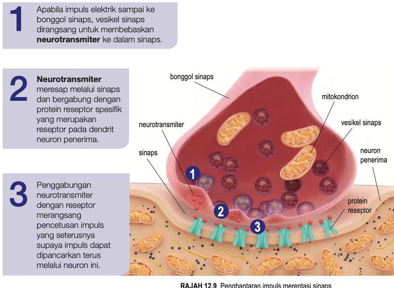 Bonggol sinaps dengan mitokondrion dan vesikel sinaps melepaskan neurotransmiter merentasi sinaps ke protein reseptor pada neuron penerima