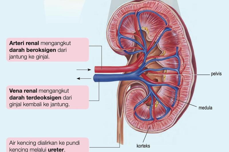 Keratan rentas ginjal dengan arteri renal, vena renal, korteks, medula, pelvis dan ureter