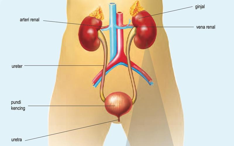 Sistem urinari manusia: ginjal, arteri renal, vena renal, ureter, pundi kencing dan uretra