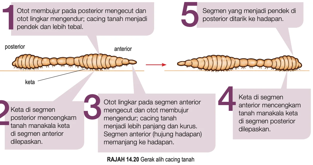 Lima langkah gerak alih cacing tanah dengan keta, otot membujur dan otot lingkar