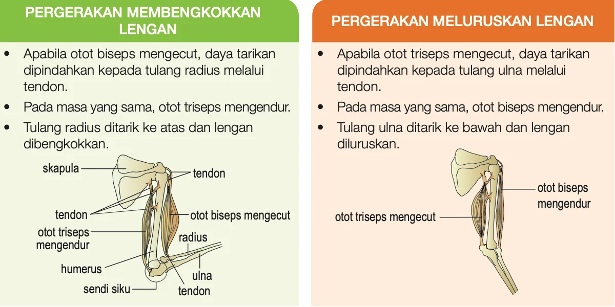 Lengan dibengkokkan oleh biseps yang mengecut dan lengan diluruskan oleh triseps yang mengecut