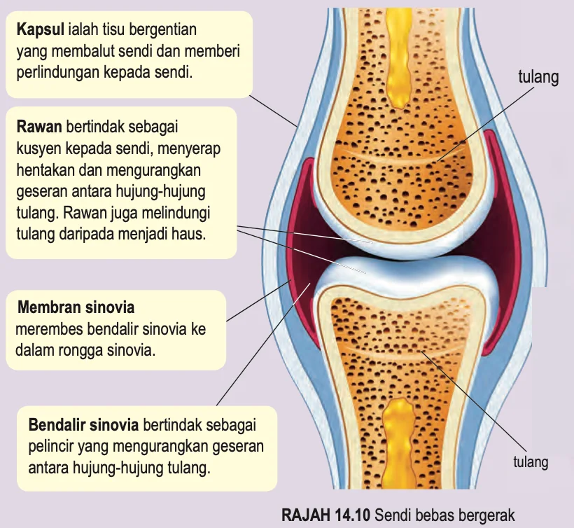 Keratan sendi bebas bergerak: kapsul, rawan, membran sinovia, bendalir sinovia dan tulang