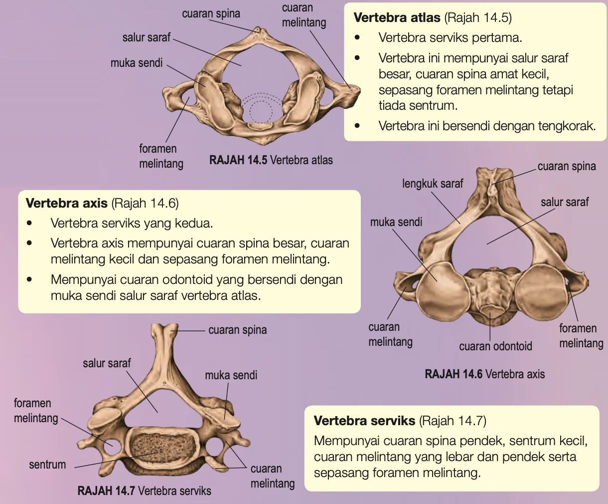 Vertebra atlas, axis dan serviks dengan cuaran spina, cuaran melintang, salur saraf, foramen melintang dan sentrum berlabel