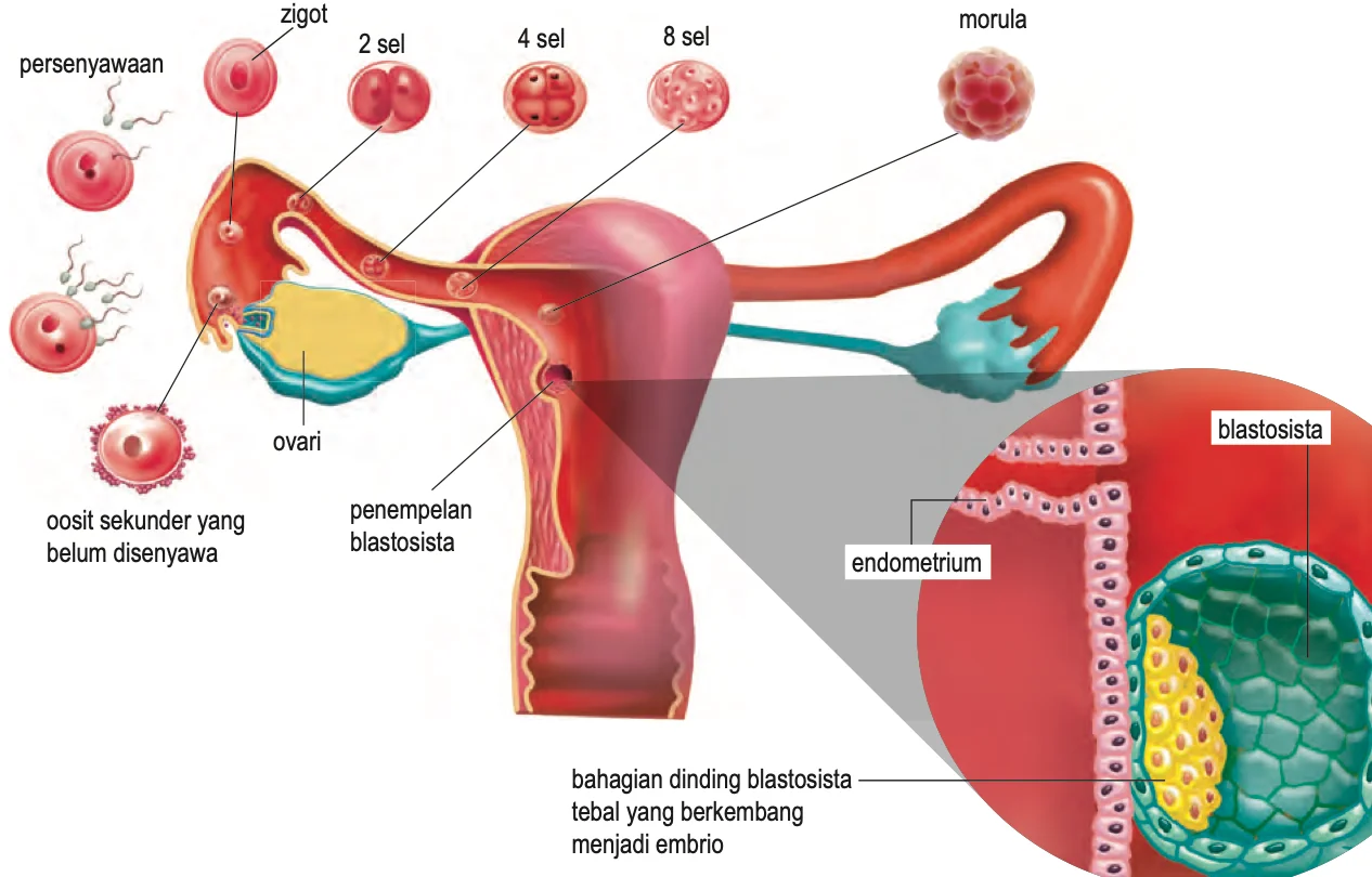 Zigot membahagi menjadi 2 sel, 4 sel, 8 sel dan morula semasa menuruni tiub Falopio, kemudian blastosista menempel pada endometrium