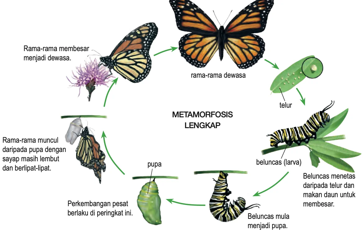 Kitar hidup rama-rama: telur, beluncas (larva), pupa, rama-rama dewasa