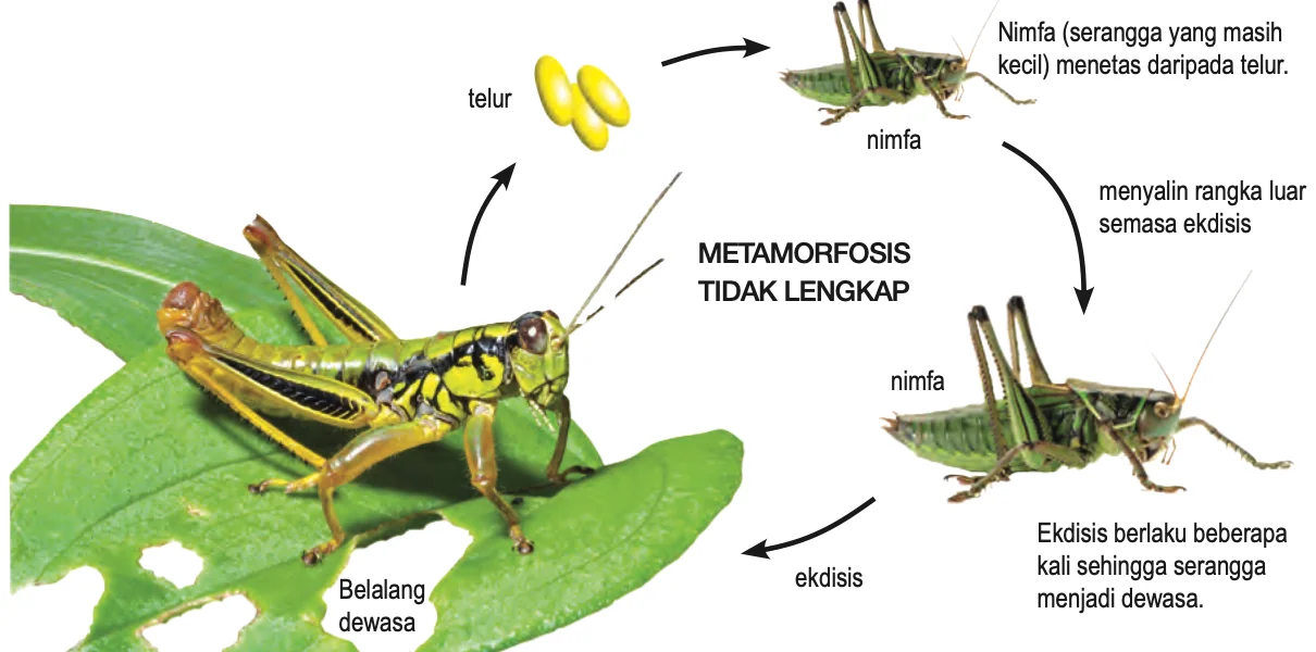 Kitar hidup belalang: telur, nimfa, ekdisis, belalang dewasa