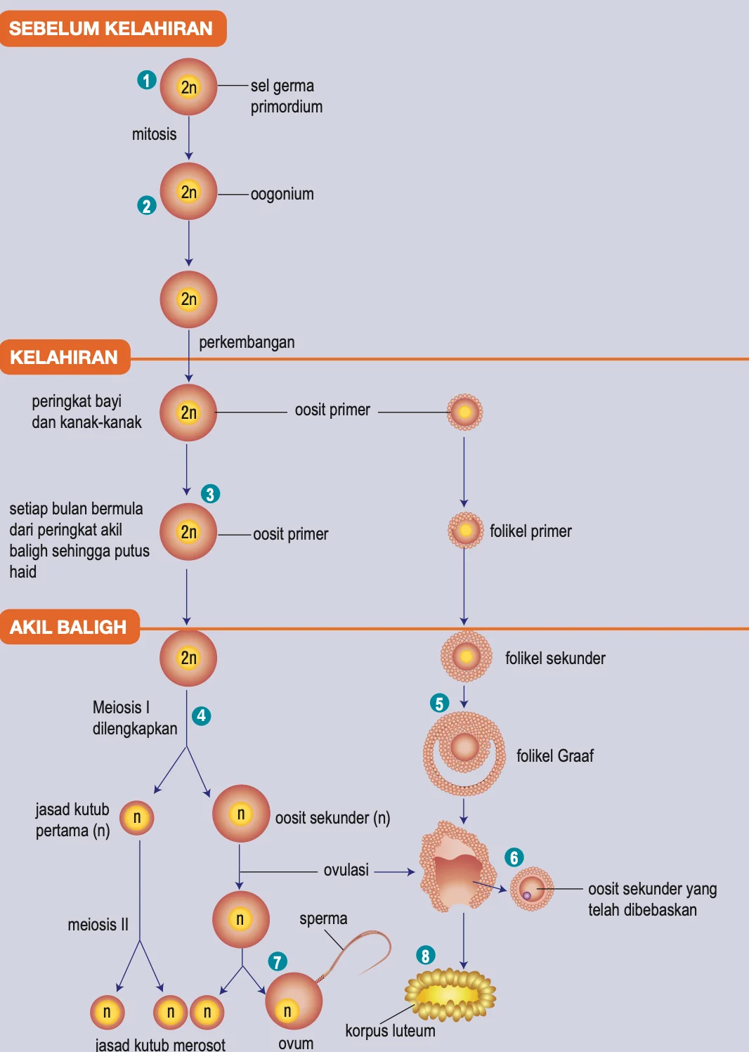 Rajah oogenesis: sebelum kelahiran, kelahiran dan akil baligh, daripada sel germa primordium sehingga ovum, jasad kutub dan korpus luteum