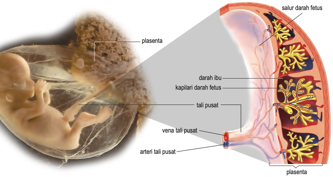 Fetus, plasenta dan tali pusat dengan vena tali pusat dan arteri tali pusat, darah ibu dan kapilari darah fetus
