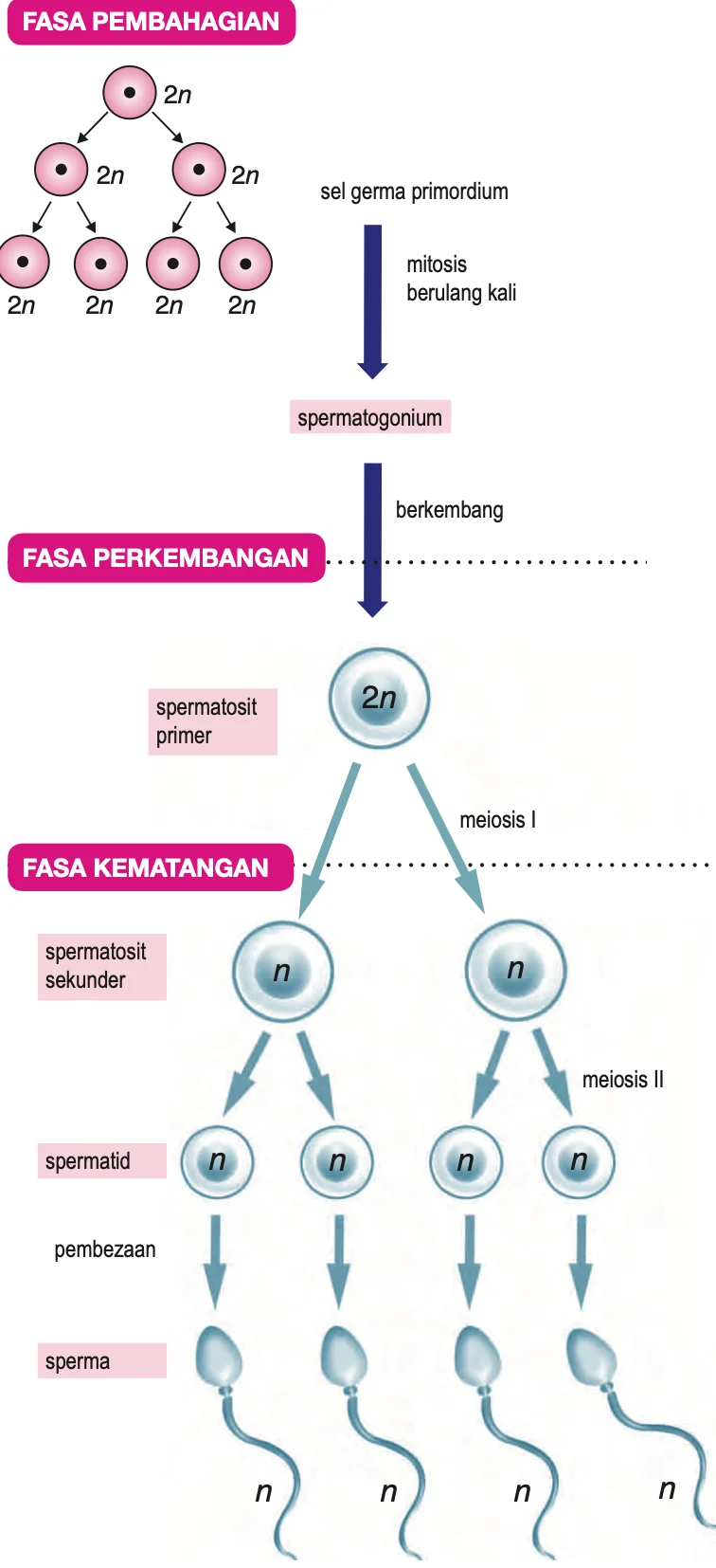 Rajah spermatogenesis: sel germa primordium, spermatogonium, spermatosit primer, spermatosit sekunder, spermatid dan empat sperma