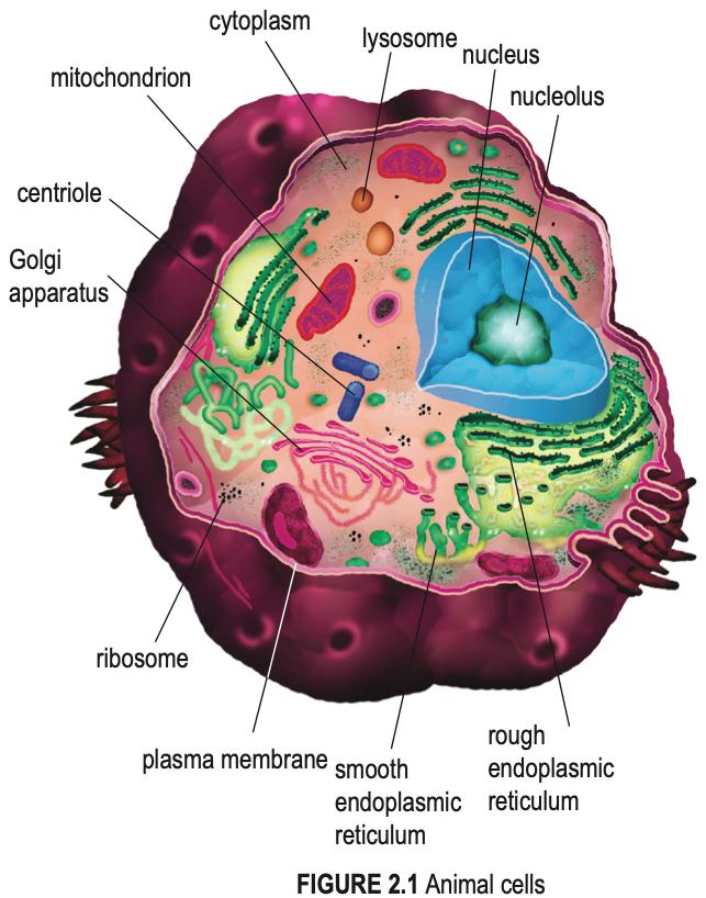 Labelled animal cell showing nucleus, nucleolus, mitochondrion, centriole, Golgi apparatus, lysosome, ribosomes, rough and smooth endoplasmic reticulum and plasma membrane
