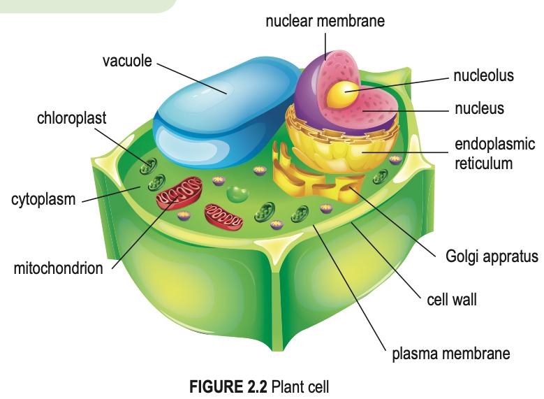 Labelled plant cell showing cell wall, plasma membrane, large vacuole, chloroplasts, nucleus, mitochondrion and Golgi apparatus