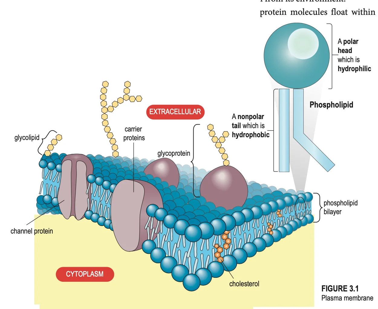 Labelled plasma membrane showing phospholipid bilayer, carrier protein, channel protein, glycoprotein, glycolipid and cholesterol