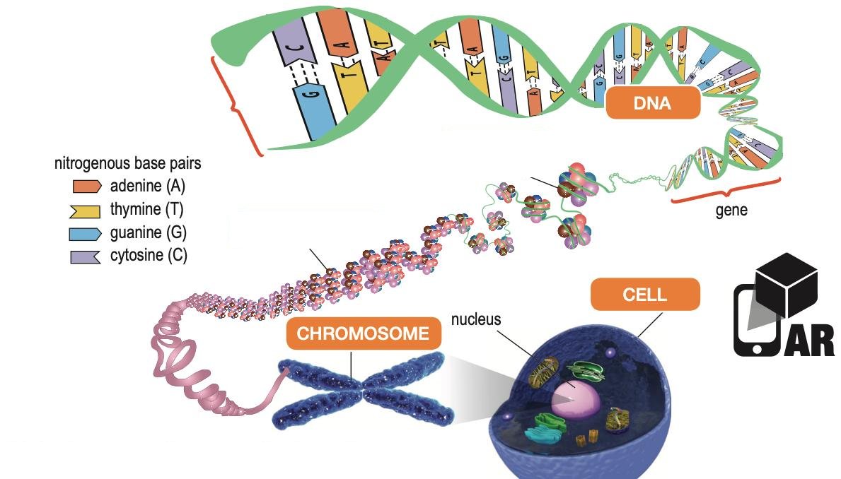 A DNA double helix that winds around protein beads, then coils into a chromosome inside the nucleus of a cell