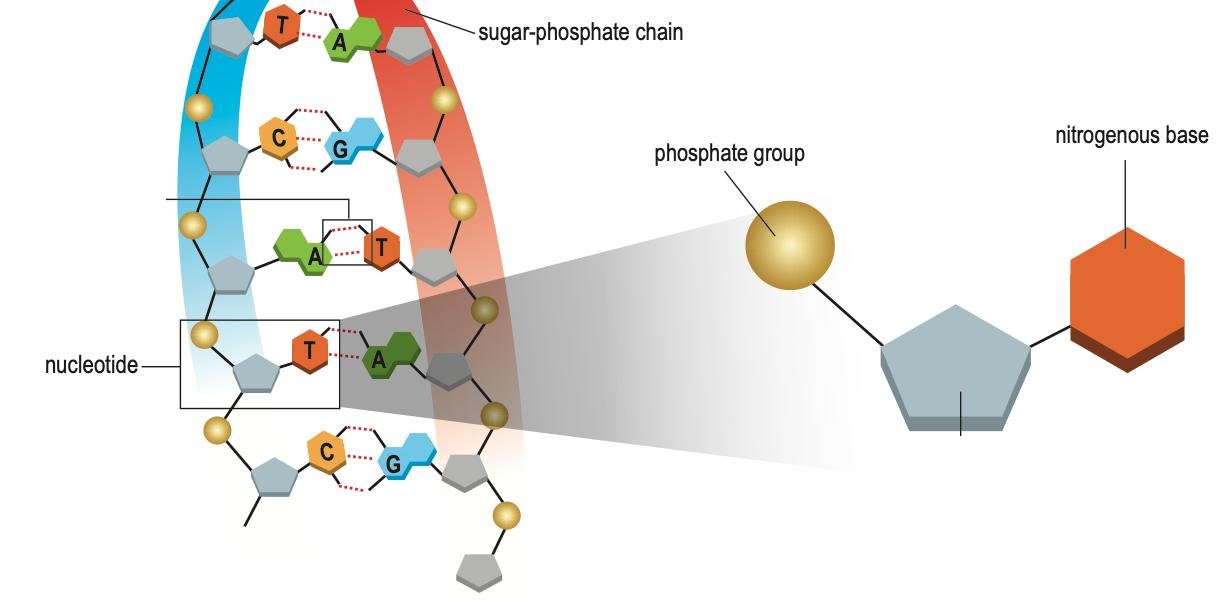 Part of a DNA double helix with base pairs, and one nucleotide enlarged as a phosphate group, a five-carbon sugar and a nitrogenous base