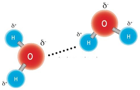 Two water molecules with partial charges marked and a dotted line between the oxygen of one and a hydrogen of the other