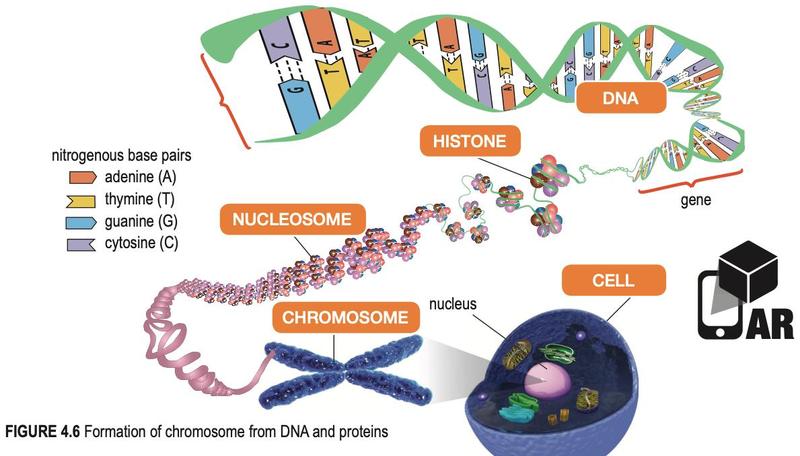 DNA wound around histones into nucleosomes and then a chromosome in the nucleus of a cell