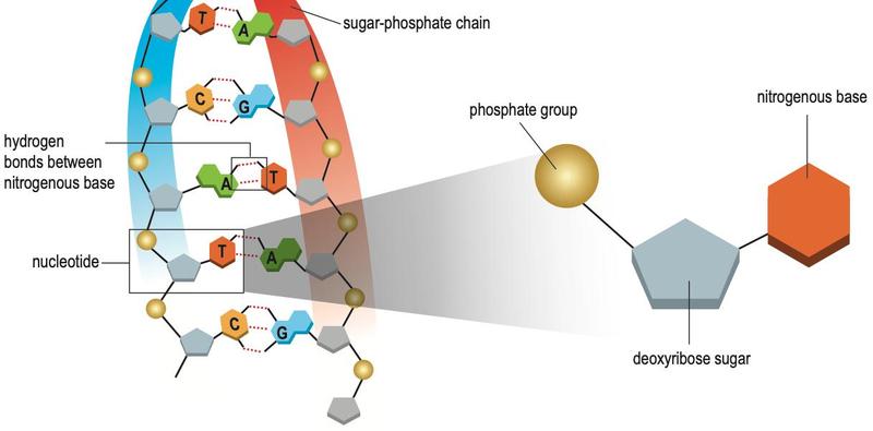 Part of a DNA double helix with a nucleotide enlarged to show phosphate, deoxyribose sugar and nitrogenous base